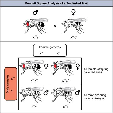 a female drosophila fly is heterozygous|drosophila female fly mutation.